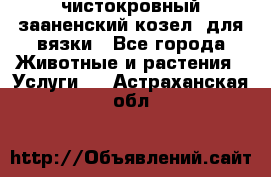 чистокровный зааненский козел  для вязки - Все города Животные и растения » Услуги   . Астраханская обл.